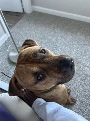 Plankton thumbnail 3