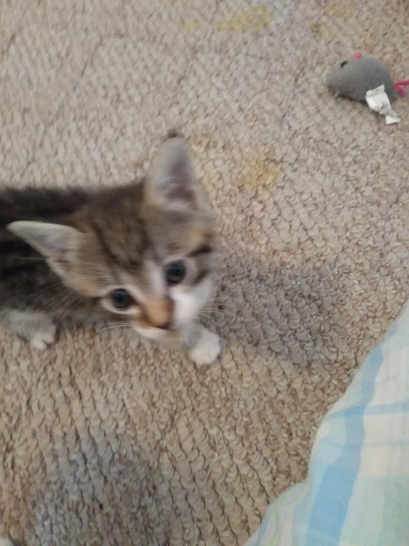 A baby medium-sized female Calico Domestic Short Hair cat named Cupcake for adoption in Heathsville, VA