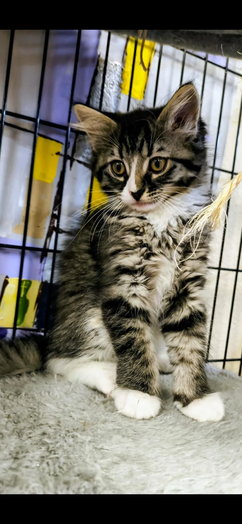 A baby medium-sized female Domestic Long Hair cat named Jeanie for adoption in Saint Louis, MO
