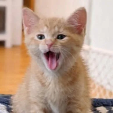 A baby small-sized male Orange / Red Domestic Short Hair cat named Carlisle for adoption in Pasadena , MD