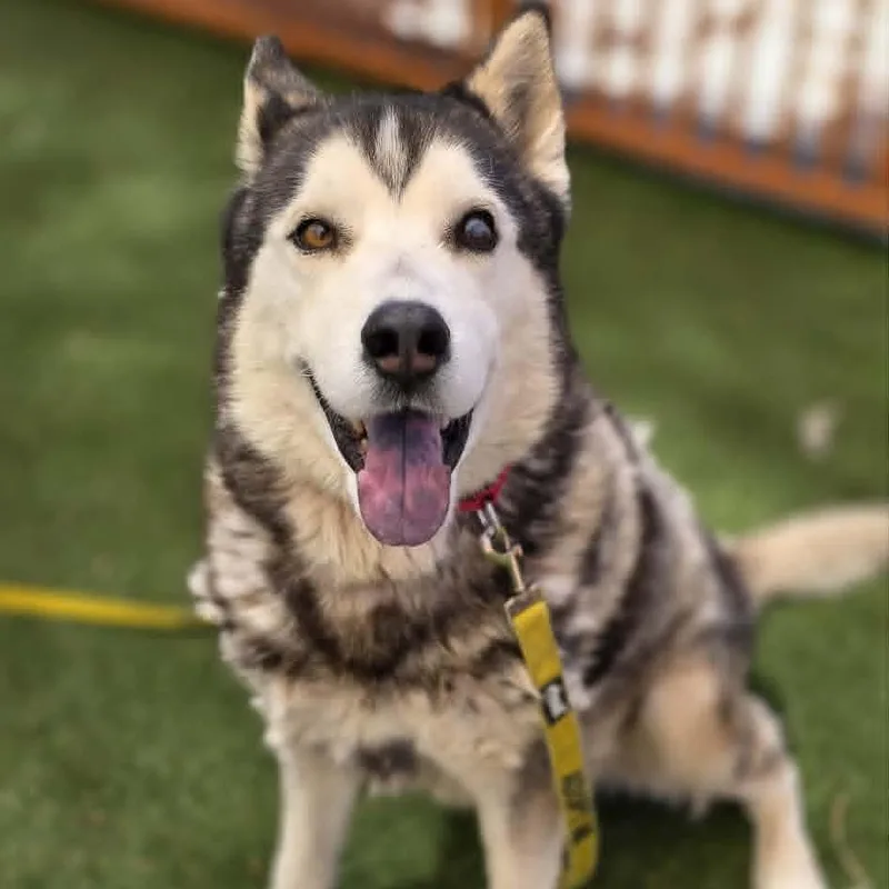 A senior large-sized male Black Husky dog named Yukon for adoption in Las Vegas, NV