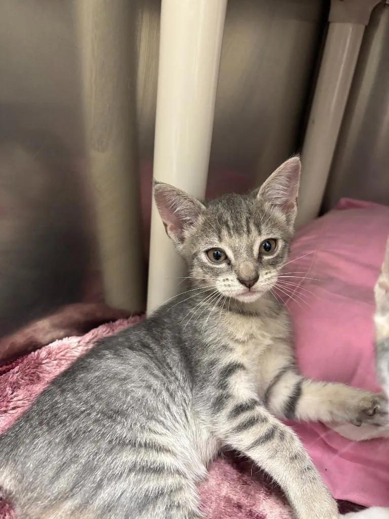 A baby medium-sized male Domestic Short Hair cat named Kiwi for adoption in Pomona, NY