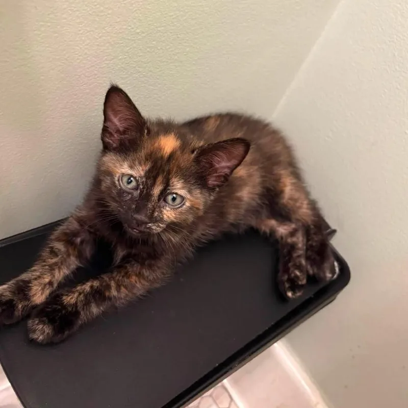 A baby small-sized female Domestic Medium Hair cat named Merriweather for adoption in Dearborn, MI
