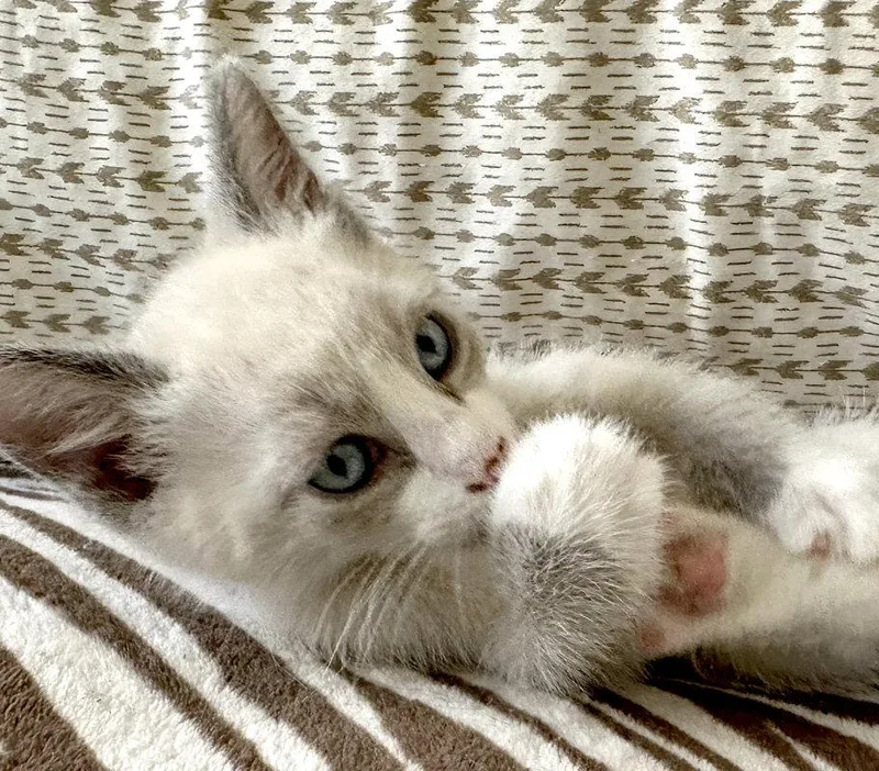 Camomile thumbnail 2