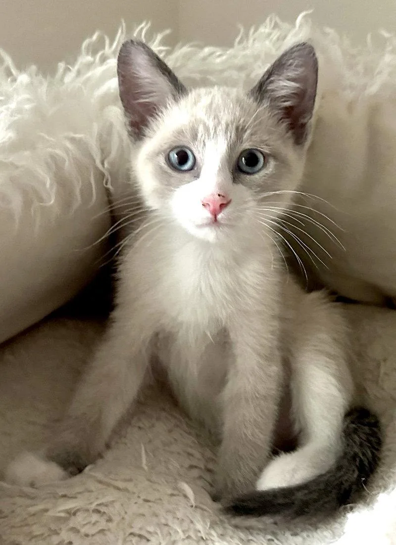 Camomile thumbnail 3