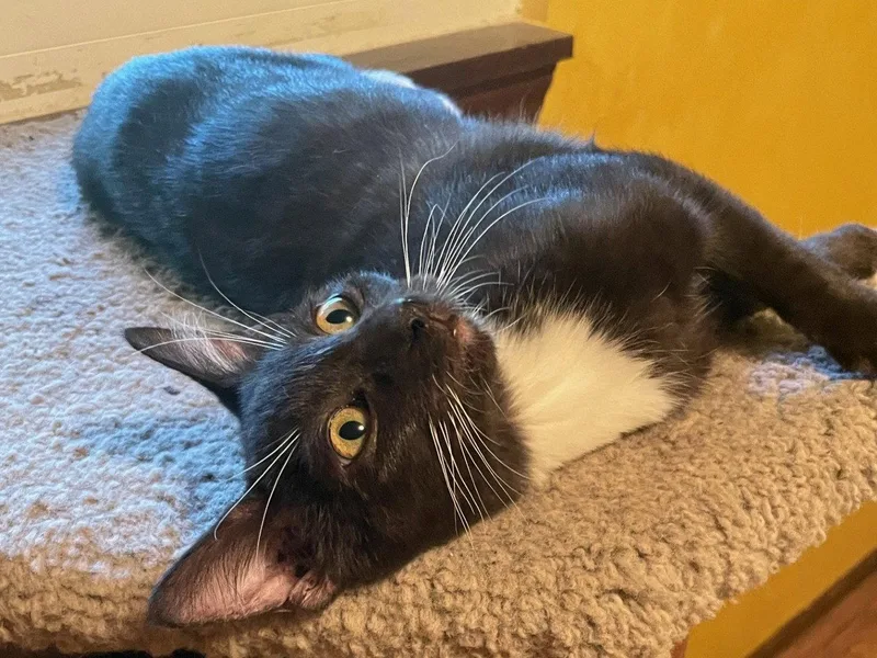 A baby medium-sized female Domestic Short Hair cat named Acadia for adoption in Kansas City, MO