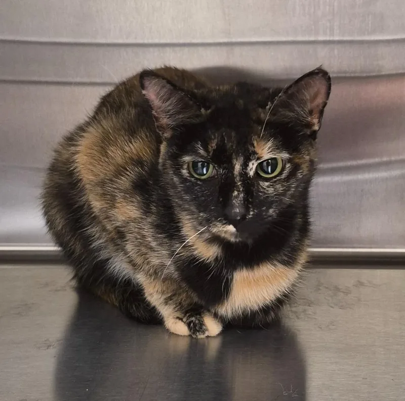 A young medium-sized female Domestic Short Hair cat named Sassy for adoption in Christiansburg, VA