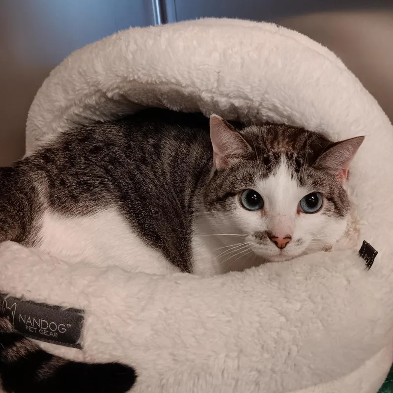 Charlotte thumbnail 2