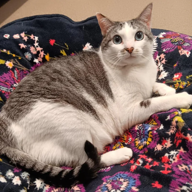 Charlotte thumbnail 4