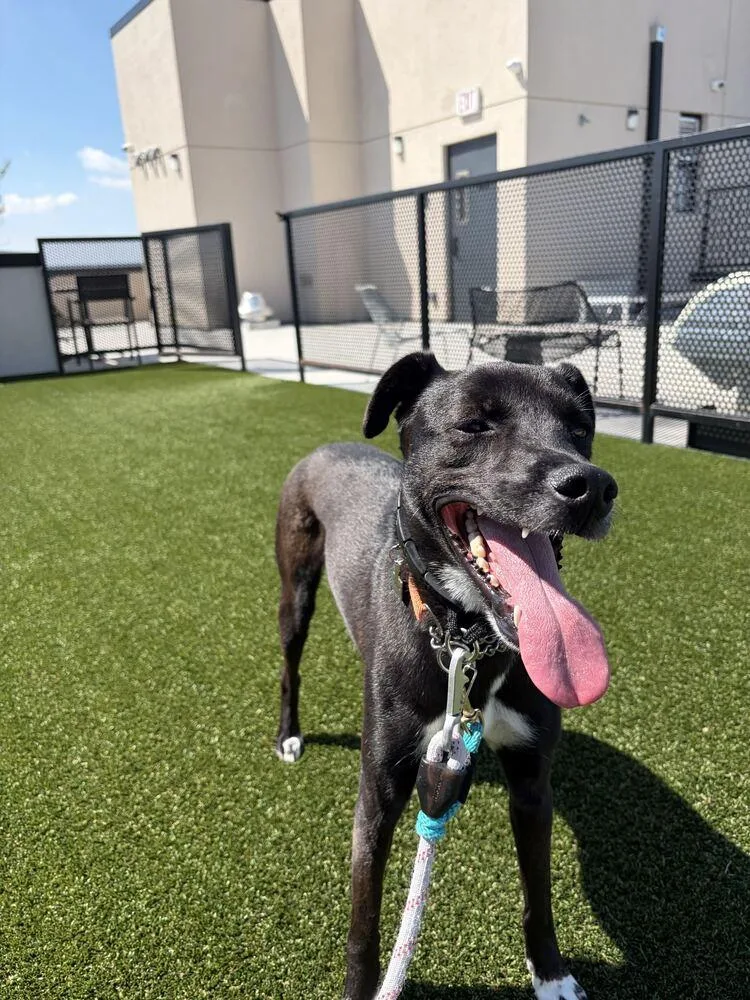 A young medium-sized female Tricolor (Brown, Black, & White) Jindo dog named Myong Wang for adoption in Long Island City, NY
