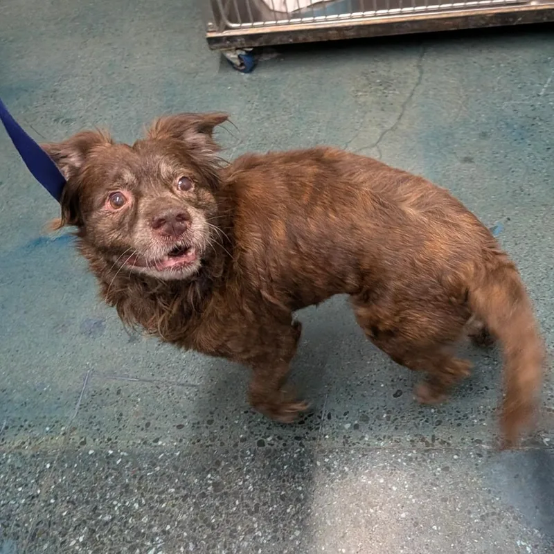 A senior medium-sized male Brindle Mixed Breed dog named Pumpkin for adoption in Chico, CA