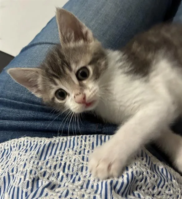A baby small-sized male Domestic Short Hair cat named Cricket for adoption in Sacramento, CA