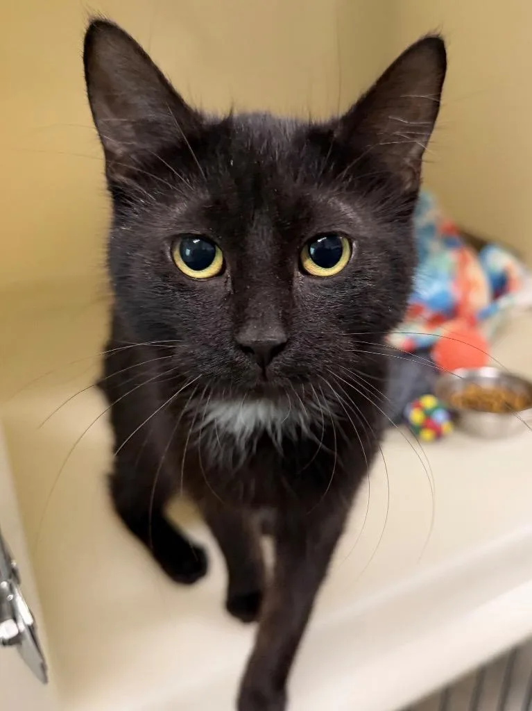 A baby medium-sized female Domestic Short Hair cat named Fiona for adoption in Menomonie, WI
