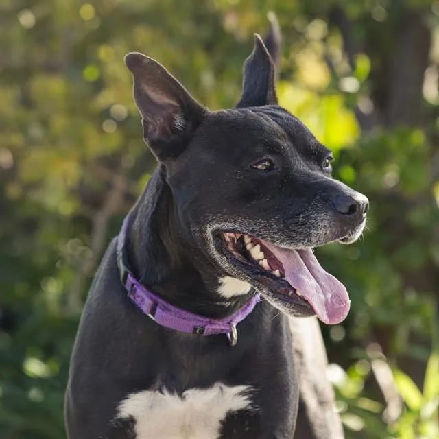 An adult large-sized male Pit Bull Terrier dog named Cherrito for adoption in Camarillo, CA