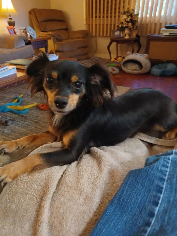 Hershey  Twizzler & thumbnail 2