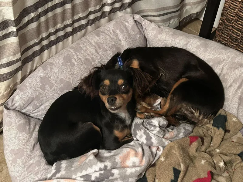 Hershey  Twizzler & thumbnail 4