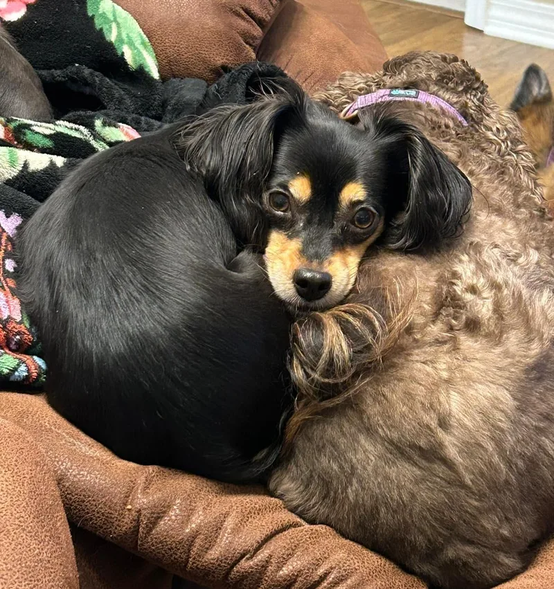 Hershey  Twizzler & thumbnail 5