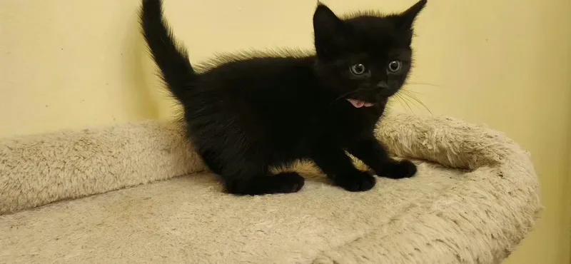 A baby small-sized female Black Domestic Short Hair cat named Adella for adoption in Henrico, VA