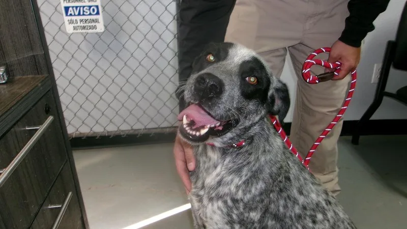 A young medium-sized male Cattle Dog dog named Kealer for adoption in Winslow, AZ