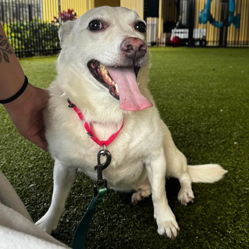 A senior medium-sized male White / Cream Mixed Breed dog named Hansel for adoption in West Palm Beach, FL