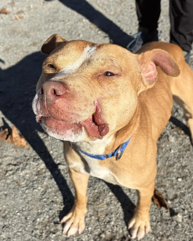 A young medium-sized male Yellow / Tan / Blond / Fawn Mixed Breed dog named Cleft for adoption in McKeesport, PA