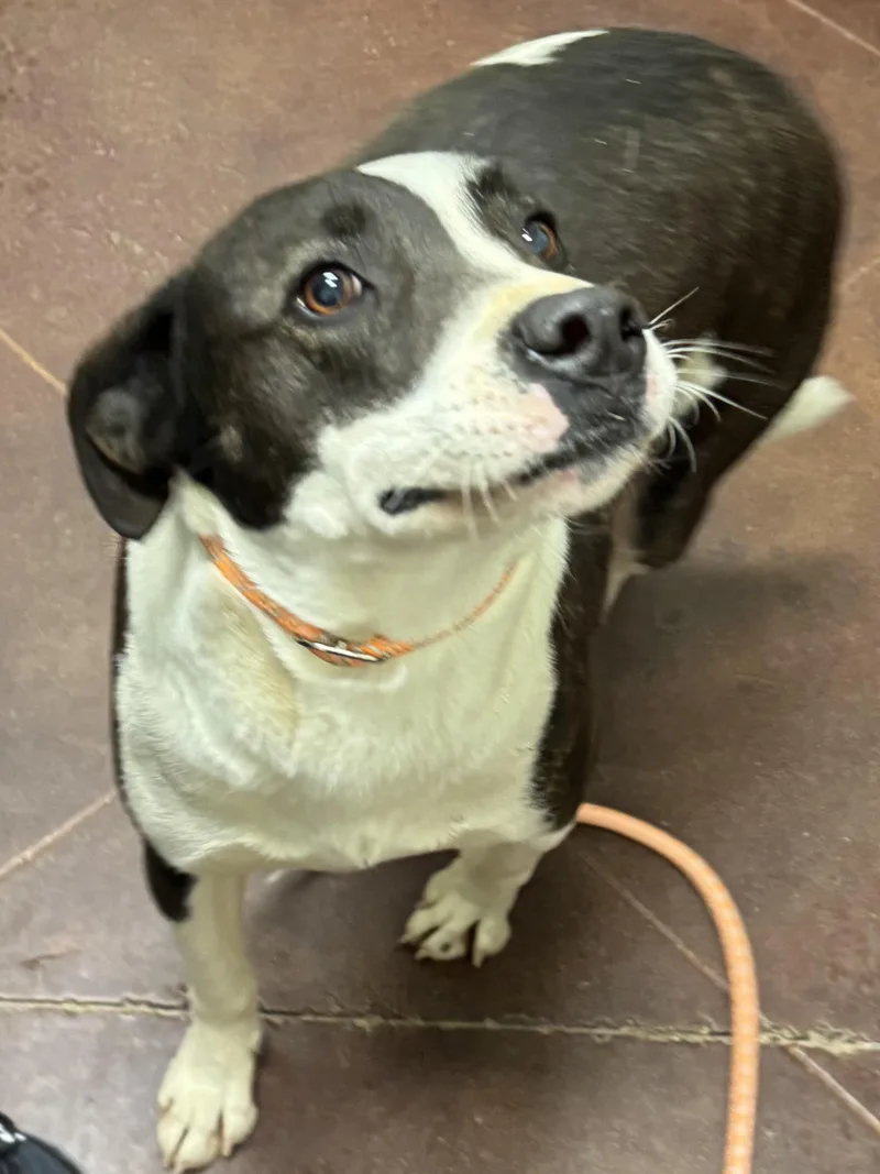 An adult large-sized male Black Border Collie dog named Ranger for adoption in Holly Springs, MS