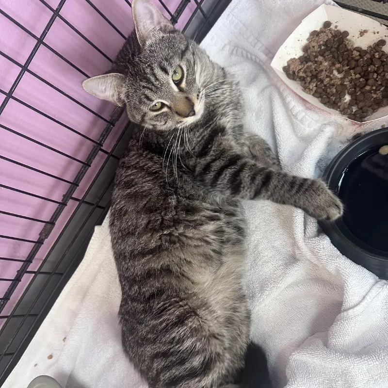 An adult medium-sized male Black Domestic Short Hair cat named Achillobater for adoption in Branson, MO