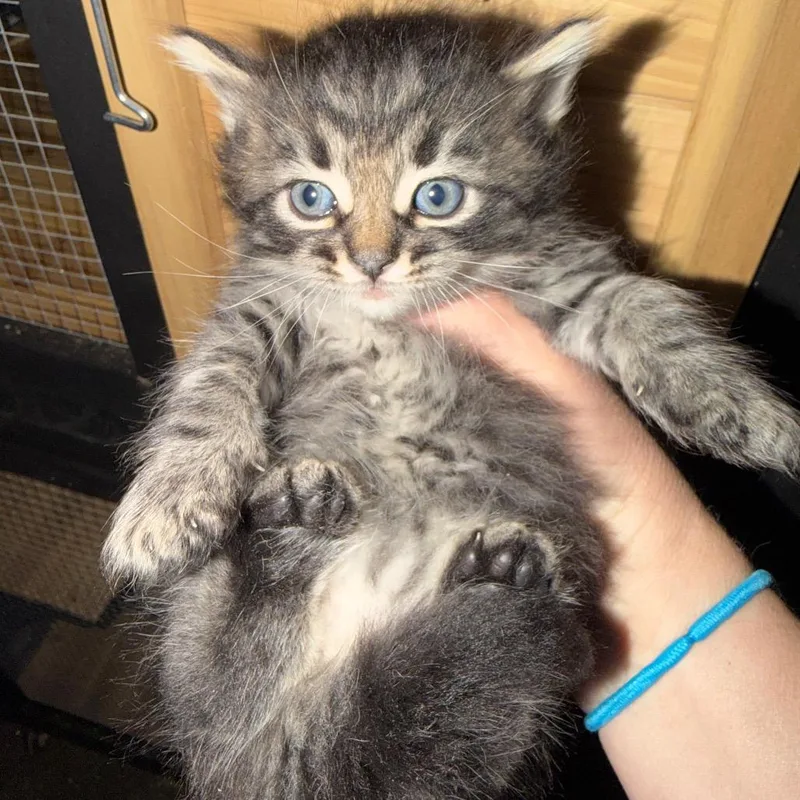 A baby small-sized male Black Domestic Long Hair cat named Popsicle for adoption in Simi Valley, CA