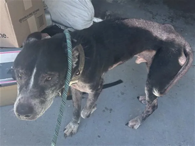 A senior large-sized male Mixed Breed dog named A for adoption in Palmetto, FL