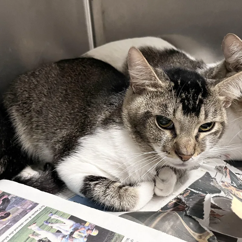 A young large-sized male Domestic Short Hair cat named C for adoption in Los Angeles, CA