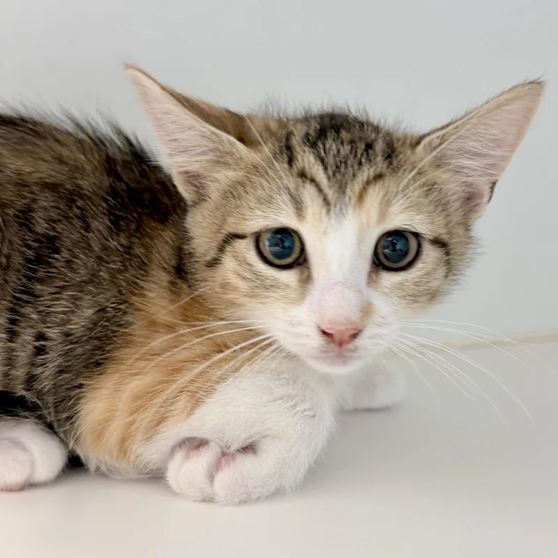 A baby small-sized female Brown / Chocolate Domestic Short Hair cat named Ruby for adoption in Oakland, CA
