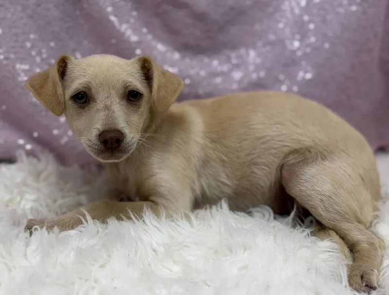 A baby small-sized female Chiweenie dog named Thelma for adoption in Cedarburg, WI