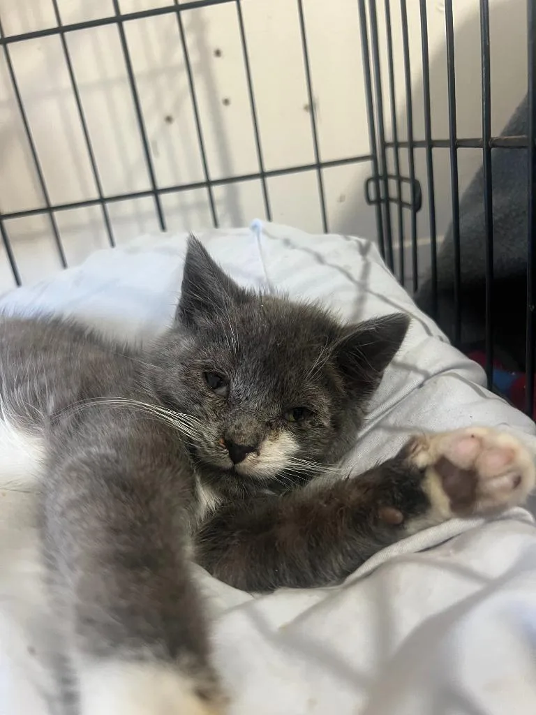 A young medium-sized male Domestic Short Hair cat named Gregory Cook for adoption in Windsor, CT