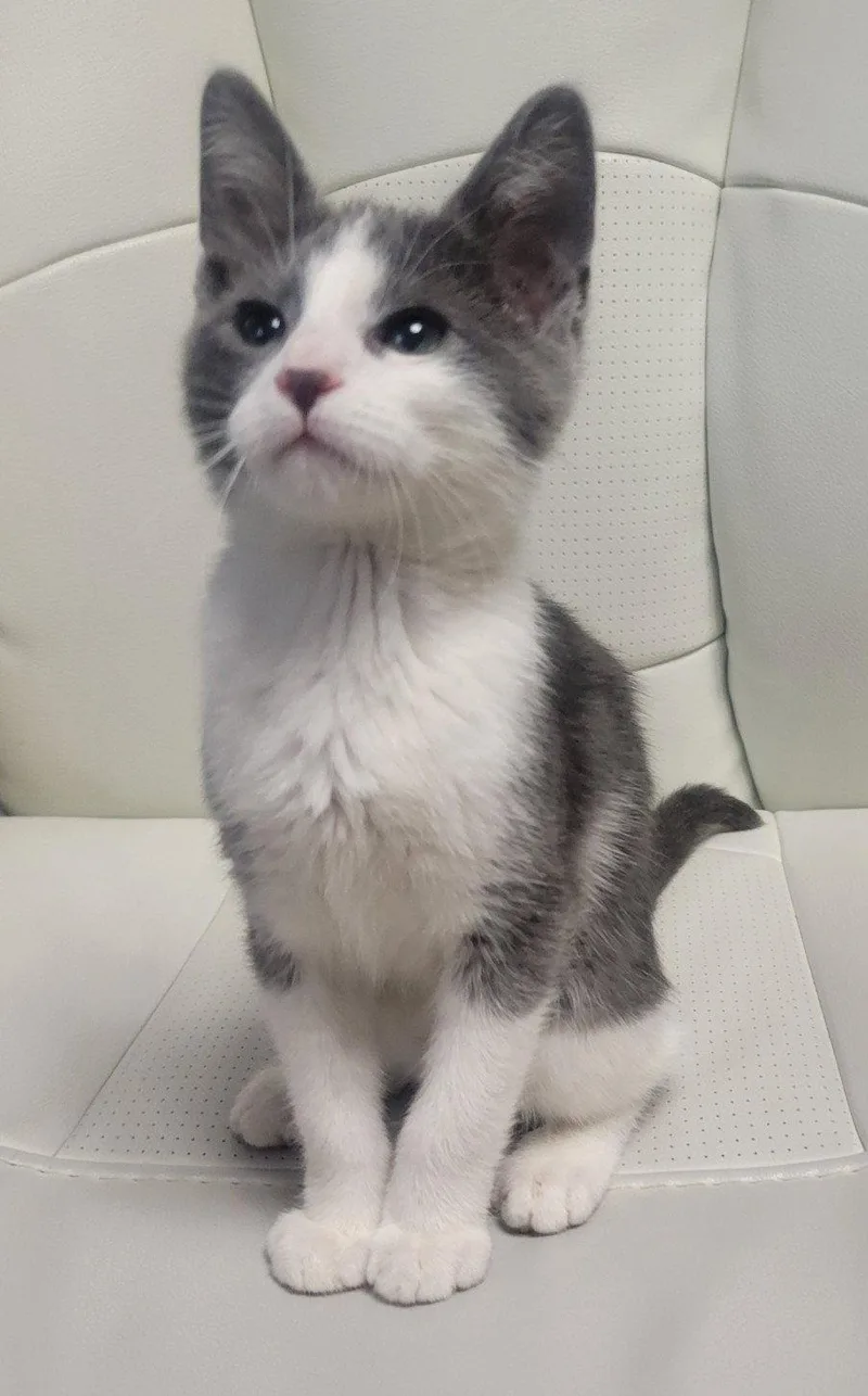 A baby medium-sized male Gray & White Domestic Short Hair cat named Simon for adoption in Shawnee, KS