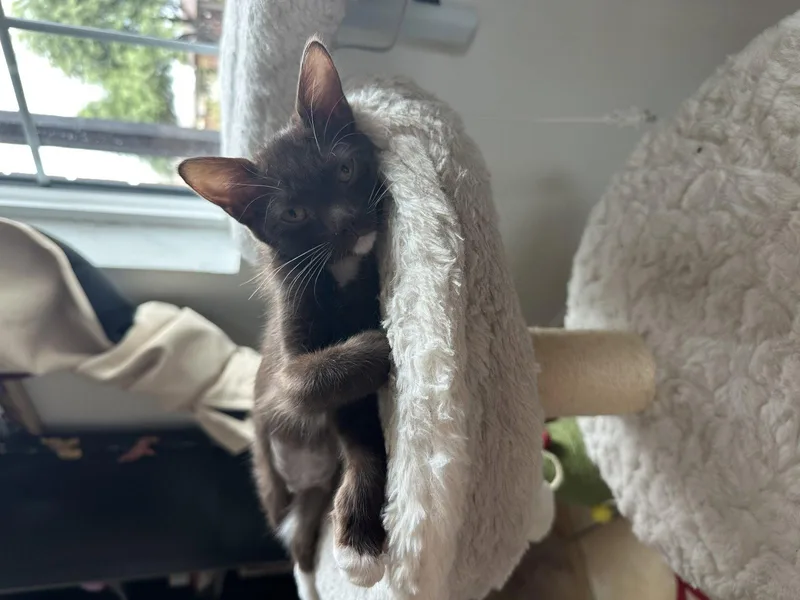 A baby small-sized female Domestic Short Hair cat named Cinnamon BONDED with Herman for adoption in Phoenix, AZ