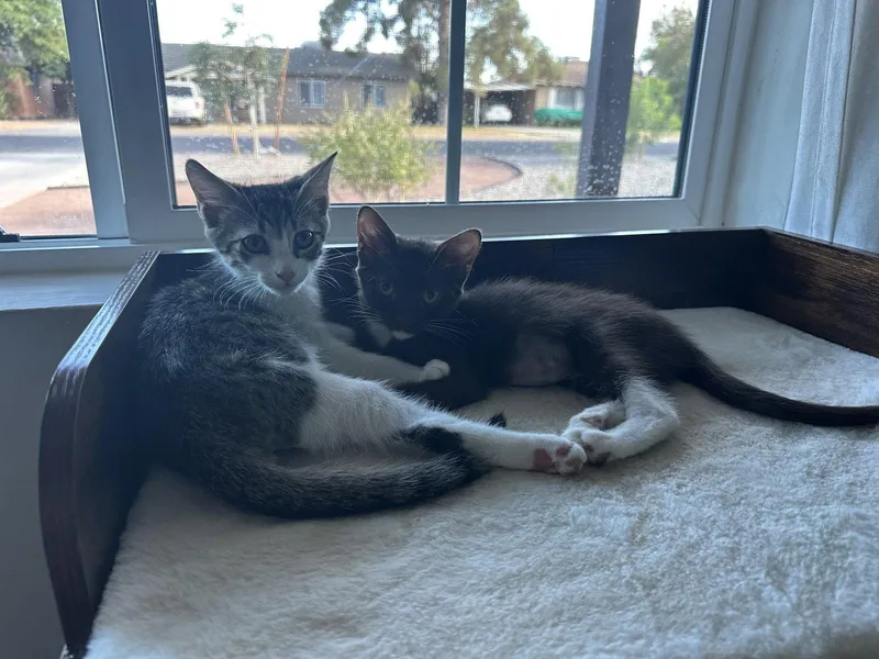 Cinnamon BONDED with Herman thumbnail 2