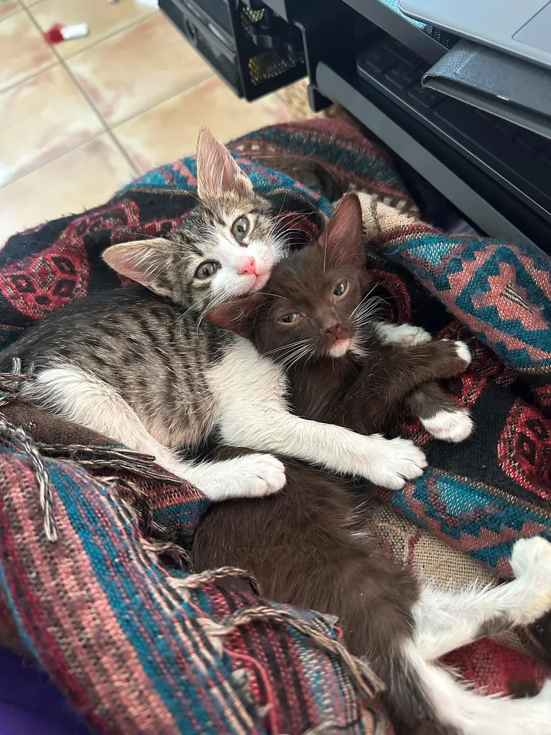 Cinnamon BONDED with Herman thumbnail 3