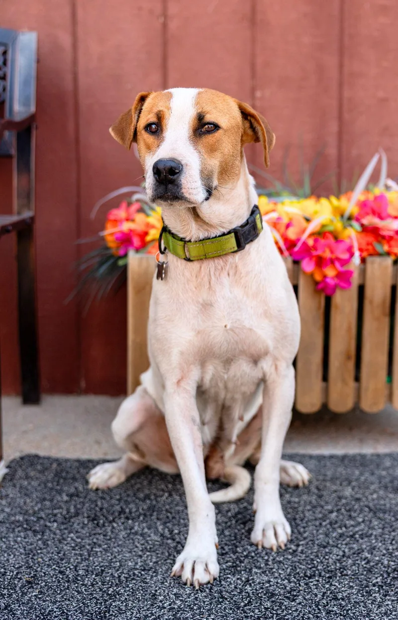 A young medium-sized female Pit Bull Terrier dog named 574-26 for adoption in Brighton, CO