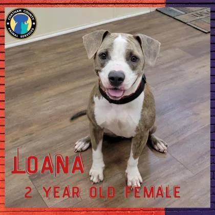 Loana thumbnail 2