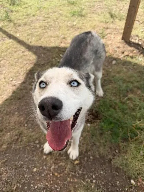 A young medium-sized female Husky dog named Oona for adoption in Las Vegas, NM