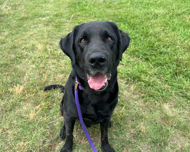 An adult large-sized male Labrador Retriever dog named Roberto for adoption in Charlotte, NC