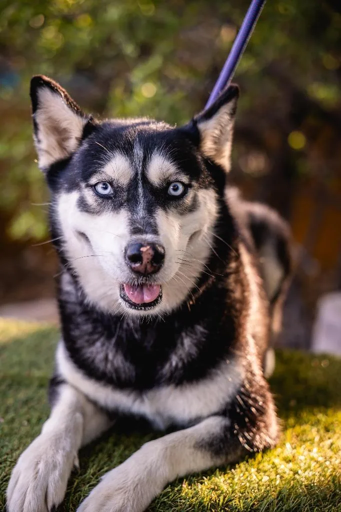 A young large-sized female Husky dog named Luna for adoption in Anacortes, WA