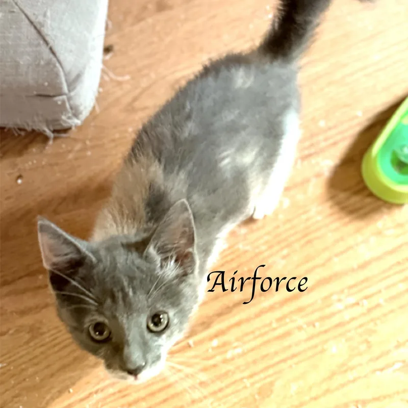 A baby medium-sized male Dilute Calico Domestic Short Hair cat named Airforce for adoption in Murfreesboro, TN