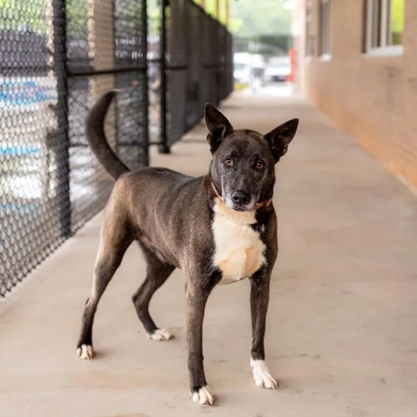 An adult large-sized male Belgian Shepherd / Malinois dog named Pen  Tux for adoption in Lawrenceville, GA