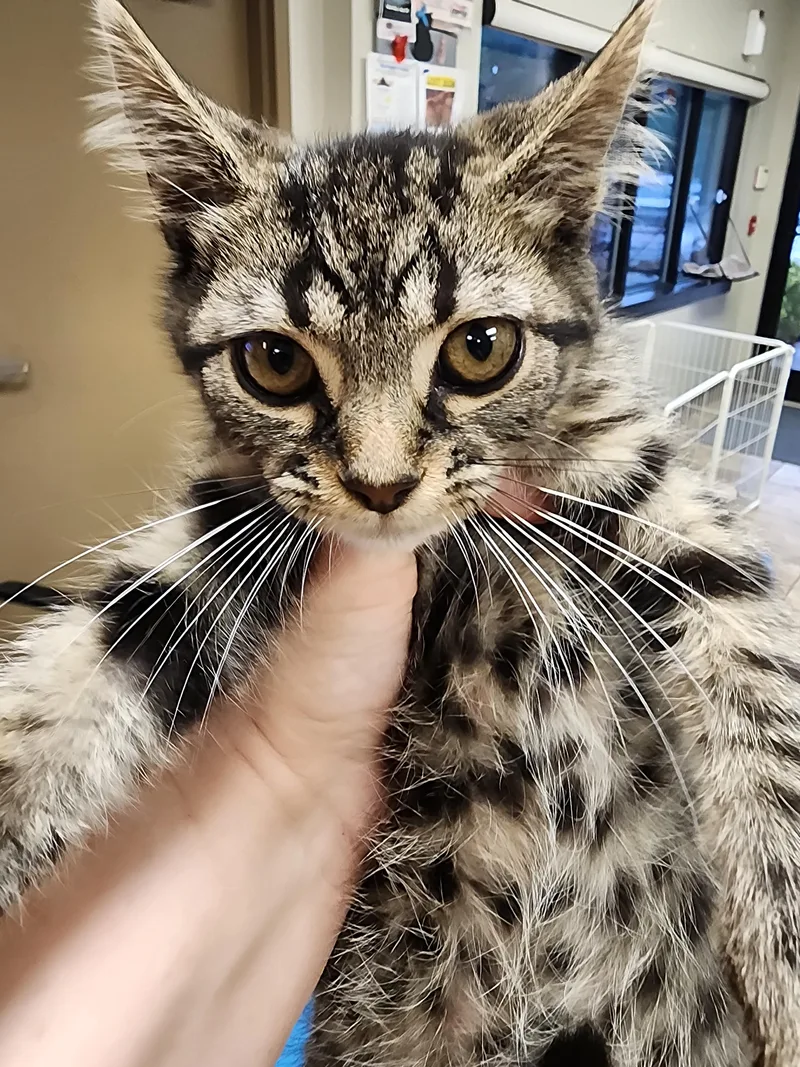 A baby small-sized female Domestic Short Hair cat named Millie $ for adoption in Seneca, SC