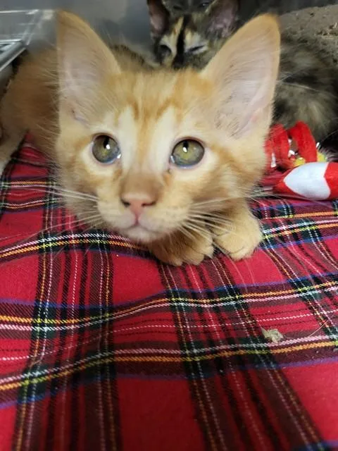 A baby small-sized male Domestic Short Hair cat named Rey for adoption in Albuquerque, NM