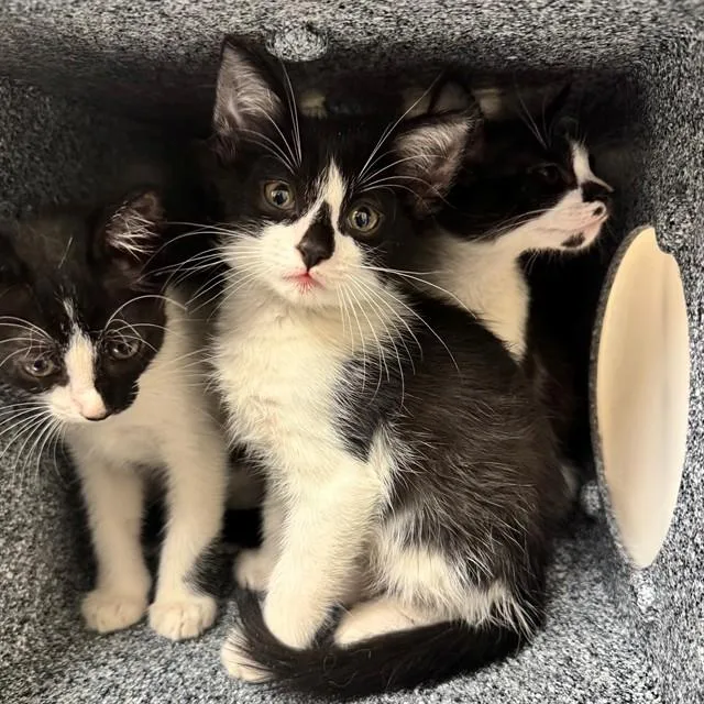 A baby small-sized male Domestic Short Hair cat named Binky for adoption in Naples, FL