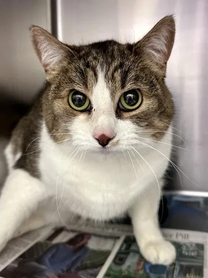 A senior large-sized female White Domestic Short Hair cat named Charlie for adoption in Wichita, KS