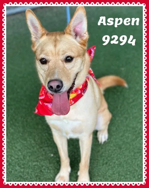 An adult medium-sized female Yellow / Tan / Blond / Fawn Yellow Labrador Retriever dog named Aspen for adoption in Marietta, GA