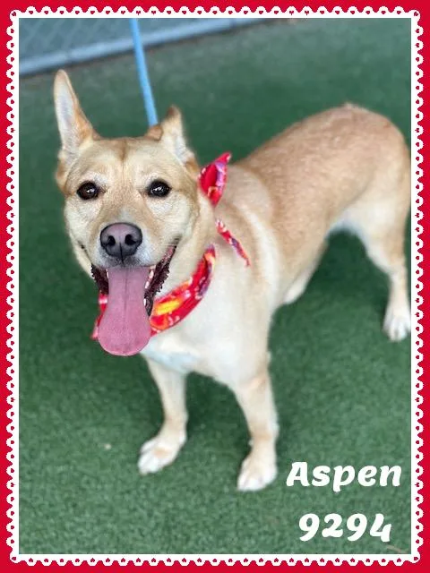 Aspen thumbnail 2